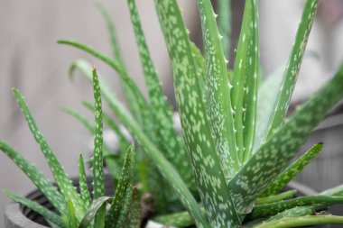 Aloe Vera saksıda