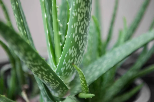 Aloe Vera en una planta en maceta — Foto de Stock