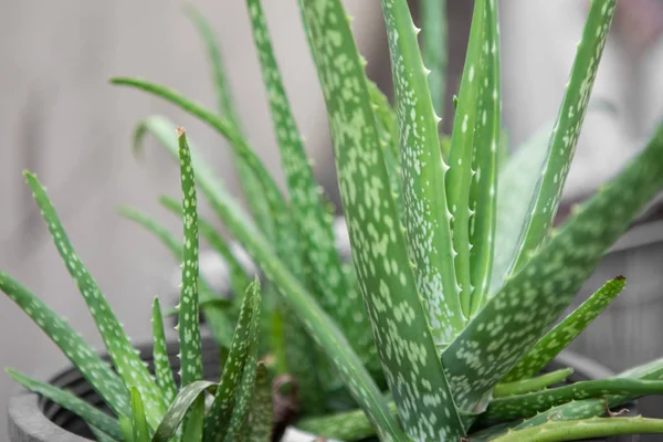 Aloe Vera saksıda