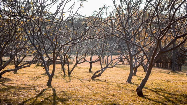 Plumeriaträd i parken — Stockfoto