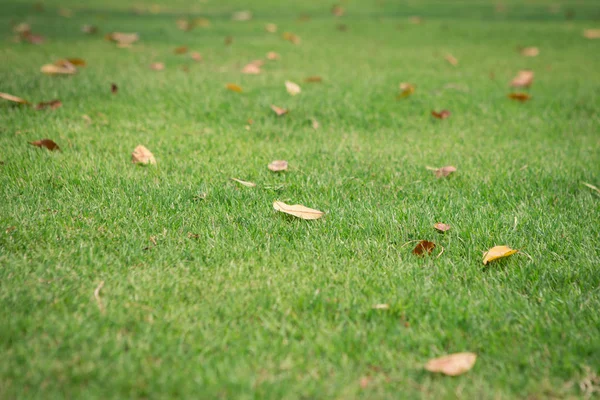 Leaves dry on beautiful green grass — Stock Photo, Image