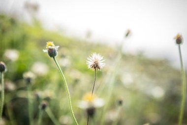 Sabah güneşli çimen çiçekleri 