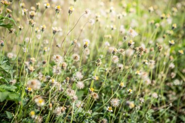 Sabah güneşli çimen çiçekleri 