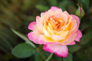 Sabah güneşli pembe güller