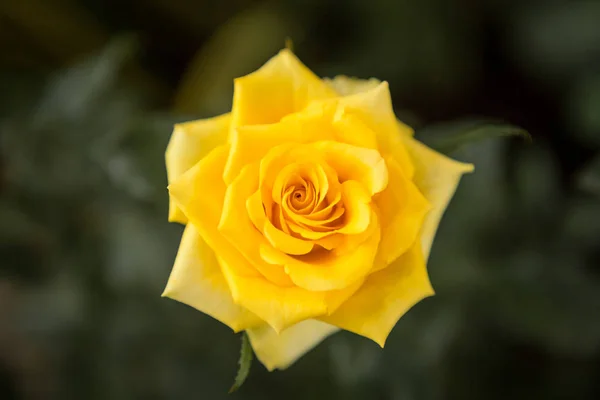 Roses jaunes avec lumière du soleil du matin — Photo