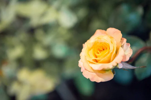 Rosas amarelas com luz solar matinal — Fotografia de Stock