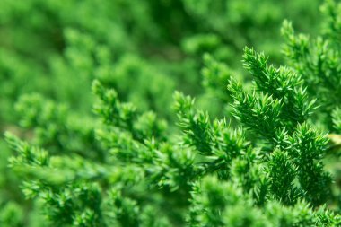 Sıcak ışık ile güzel yeşil yaprak doku arka plan