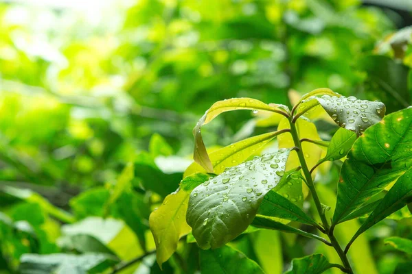 用温暖的光把露珠贴在树叶纹理的背景上 — 图库照片