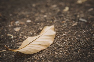 Kurak bölgelerdeki kuru yaprakların seçici odak noktası