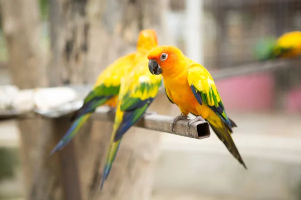 Bela Sun Conure Papagaio São Animais Estimação Populares Tailândia — Fotografia de Stock