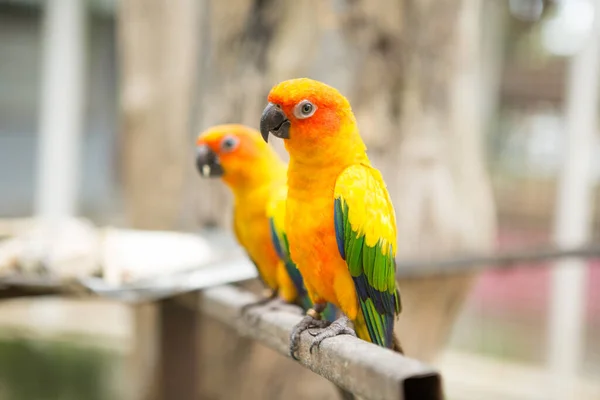 Bela Sun Conure Papagaio São Animais Estimação Populares Tailândia — Fotografia de Stock