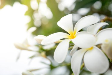Plumeria 'da güneş ışığıyla bulanık ve bokeh arkaplan