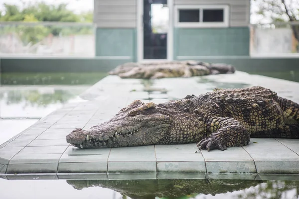 Crocodilo Jacaré Grande Deitado Lagoa Fundo Zoológico — Fotografia de Stock