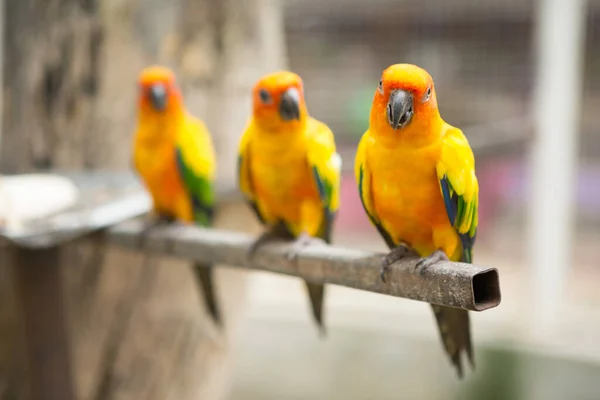 Bellissimo Pappagallo Conure Sun Sono Animali Domestici Popolari Thailandia — Foto Stock