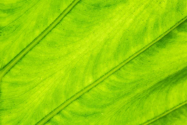 Close Beautiful Pattern Green Leaf Texture Background — Stock Photo, Image