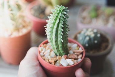 Elin seçici odağı küçük bir kaktüsü sıcak ışıklı bir tencerede tutmaktır.