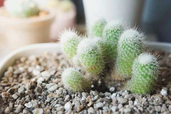 Selective Focus Small Cactus Pot Warm Light Blurred Background — Stock Photo, Image