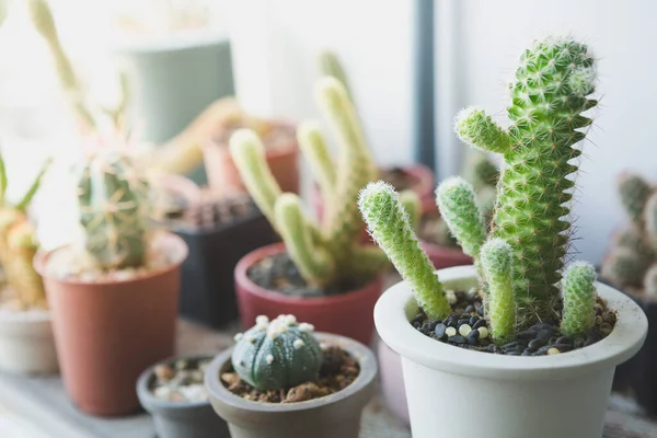 Selective Focus Small Cactus Pot Warm Light Blurred Background — Stock Photo, Image