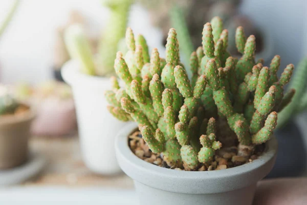 Selective Focus Small Cactus Pot Warm Light Blurred Background — Stock Photo, Image