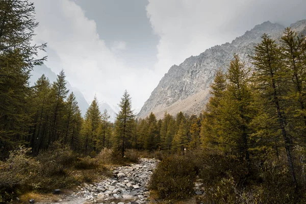 Bir dağ nehrinin kıyısında sonbahar kozalaklı orman. Sığ bir nehrin taş dibi. Berrak suyun kenarına yuvarlatma taşları. Dağların eteklerinde ladin. Altay'ın el değmemiş doğası