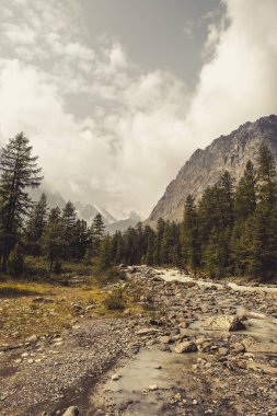 Bir dağ nehrinin kıyısında yaz kozalaklı orman. Sığ bir nehrin taş dibi. Dağların eteklerinde ladin. Karla kaplı dağ zirveleri. Tonlu fotoğraf. Altay.
