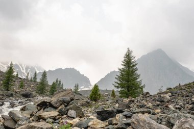 Dağların eteklerinde, tepeler aralarında nadir iğne yapraklı ağaçların yetiştiği ve bir dağ nehrinin aktığı birçok taşla kaplıdır. Bulutlarla kaplı dağların karla kaplı zirveleri. Altay.