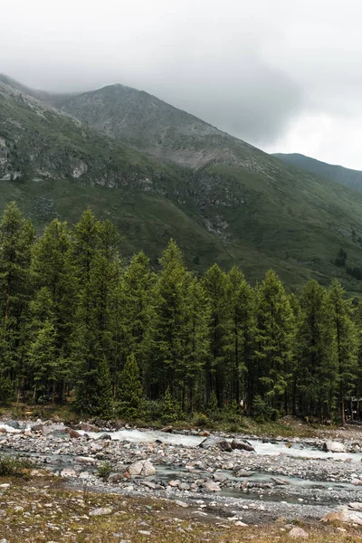 Dağların eteklerinde ki uzun kozalaklı lar nehir yatağı boyunca büyürler. Ladin. Bankalar taşlarla dolu. Dağların çimenli yamaçları. Keskin dağ zirveleri bir yağmur bulutu ile kaplıdır. Altay.