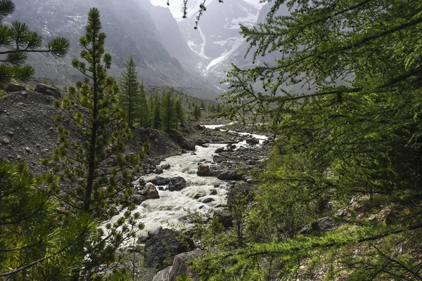urved riverbed of a cold, mountain river. Meltwater flows from the tops of snow-capped mountains and a glacier. Tall spruce, coniferous trees grow along the coast strewn with stones. Pristine nature.