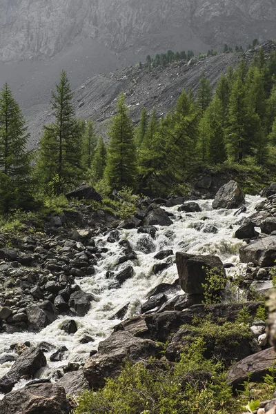 urved riverbed of a cold, mountain river. Meltwater flows from the tops of snow-capped mountains and a glacier. Tall spruce, coniferous trees grow along the coast strewn with stones. Pristine nature.