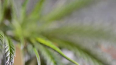 Tıbbi Esrar Yaprağı Makro video. Kapalı Kenevir Çiftliği'nde Esrar Bitkiler Doku. Colose-up Kenevir Bitkiler Kapalı Büyüyen