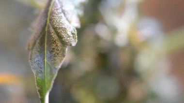 Tıbbi Esrar Yaprağı Makro video. Kapalı Kenevir Çiftliği'nde Esrar Bitkiler Doku. Colose-up Kenevir Bitkiler Kapalı Büyüyen