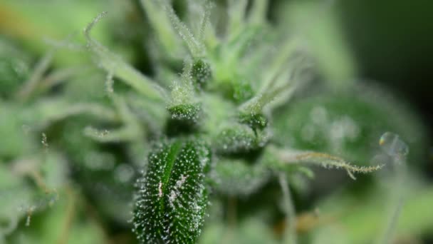 Macro video of Medical Marijuana Leaf. Texture of Marijuana Plants at Indoor Cannabis Farm. Colose-up Cannabis Plants Growing Indoor — Stock Video