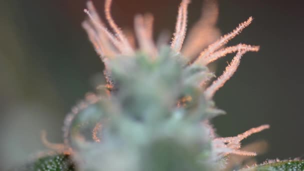 Macro vídeo of Medical Marijuana Leaf. Textura de Plantas de Maconha na Fazenda de Cannabis Interior. Colose-up Cannabis Plantas Crescendo Interior — Vídeo de Stock