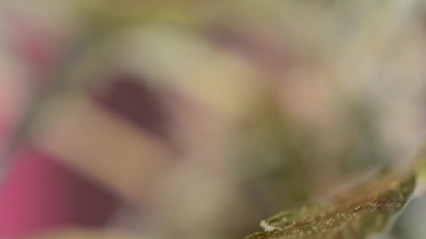 Macro video di Medical Marijuana Leaf. Texture di piante di marijuana in coltivazioni indoor di cannabis. Colose-up Cannabis Plants Growing Indoor — Video Stock