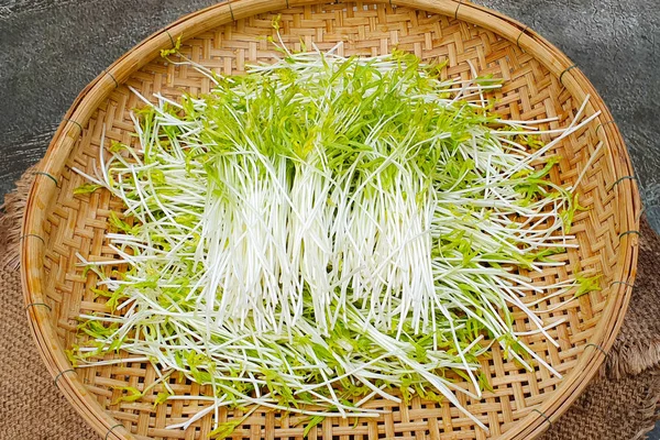 Sağlıklı gıda konsepti, Shreshing sepetinde Morning Glory filiz, Organik lahana çiftliği