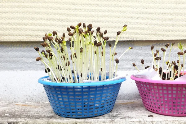 Sabah zafer fideleri. Sağlıklı yemek pişirmek için sabah zafer filizi