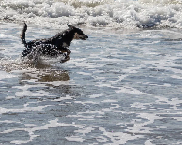 Собака в море — стоковое фото