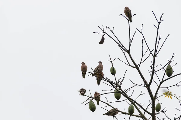 Yapraksız bir ağaç üzerinde güvercinler 1 — Stok fotoğraf