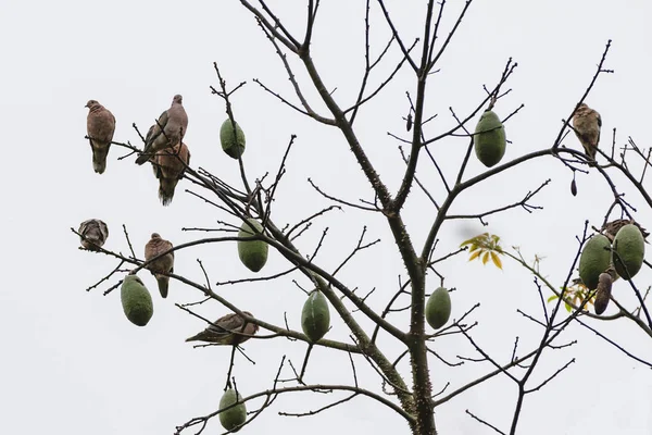 Pombas em uma árvore sem folhas 2 — Fotografia de Stock