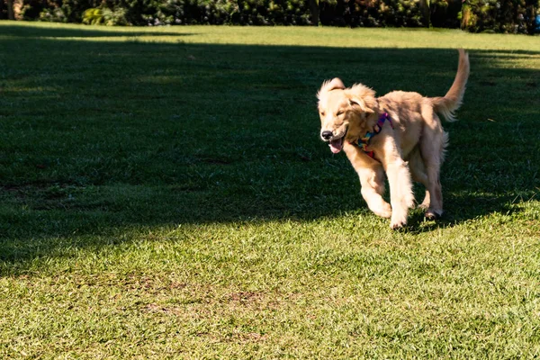 Νεαρός σκύλος που τρέχει στο πάρκο μια ηλιόλουστη μέρα — Φωτογραφία Αρχείου