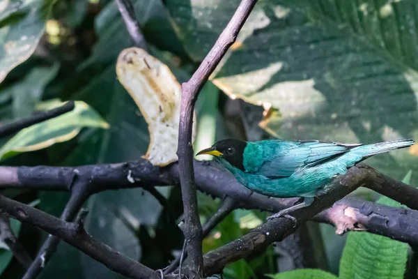 Colored bird of the rain forest feeding in a bird sanctuary