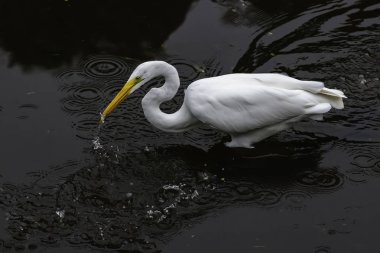 Gagasında bir balık la büyük egret