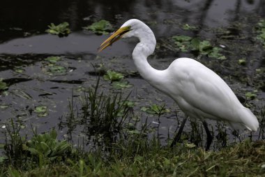 Gagasında bir balık la büyük egret