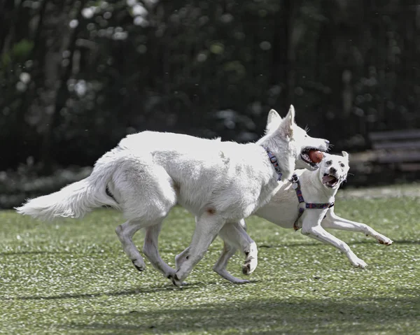 Λευκά σκυλιά που παίζουν με μια κόκκινη μπάλα — Φωτογραφία Αρχείου