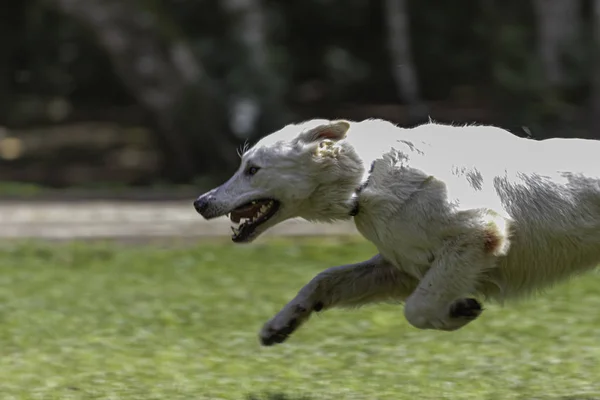 Λευκό σκυλί σε επίθεση τρέξιμο — Φωτογραφία Αρχείου