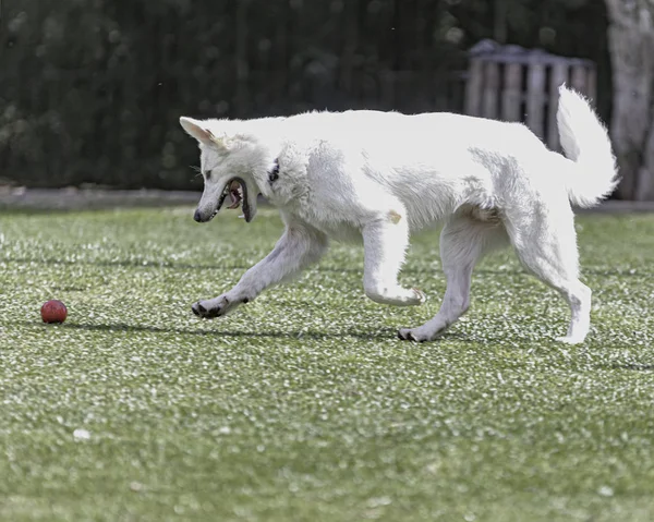 Perro blanco corriendo tras una bola roja —  Fotos de Stock