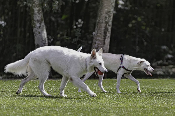 White dogs hanging around the park — Stock Photo, Image