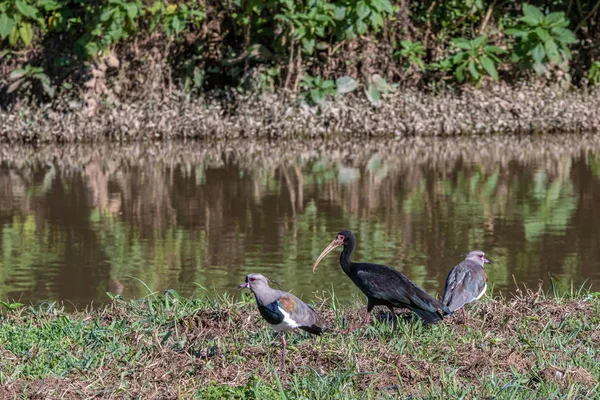 Aves de diferentes especies que socializan — Foto de Stock