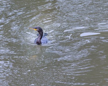 Bir karabatak yüzüyor ve balık arıyor.