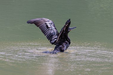 Kanatlarını kuruyan yalnız bir karabatak
